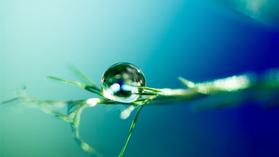 Водные растения гидрофиты