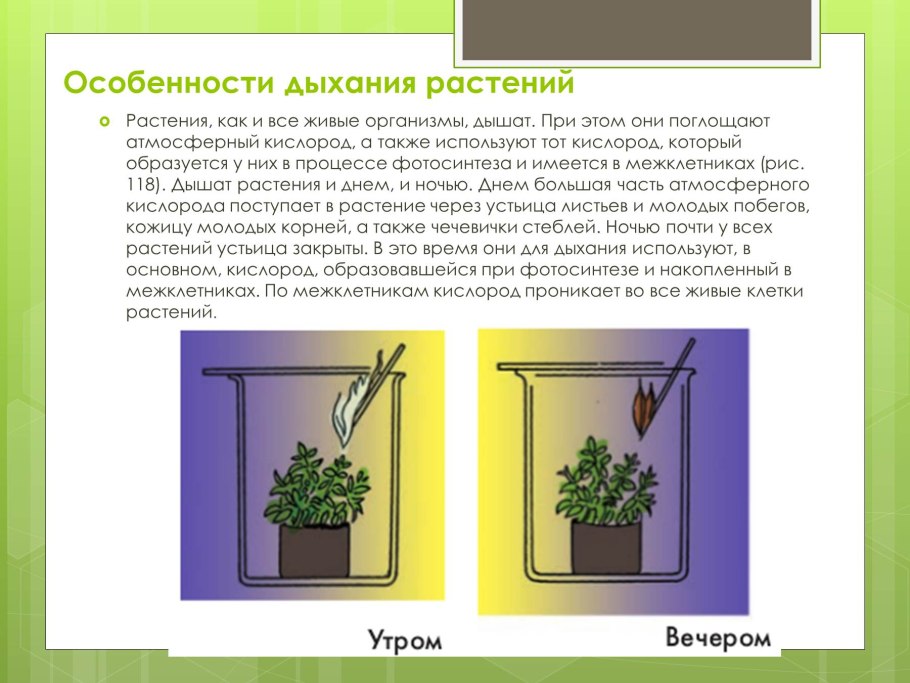 Гидрофиты стрелолист