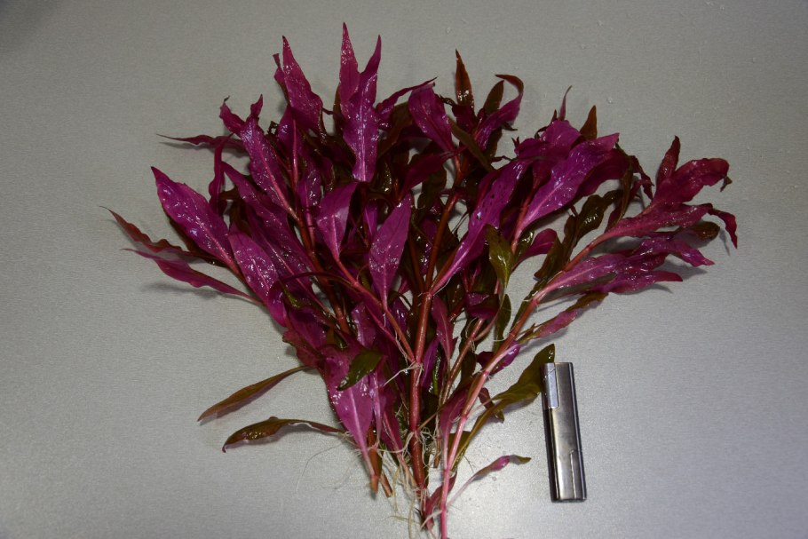 Альтернантера Бетзика