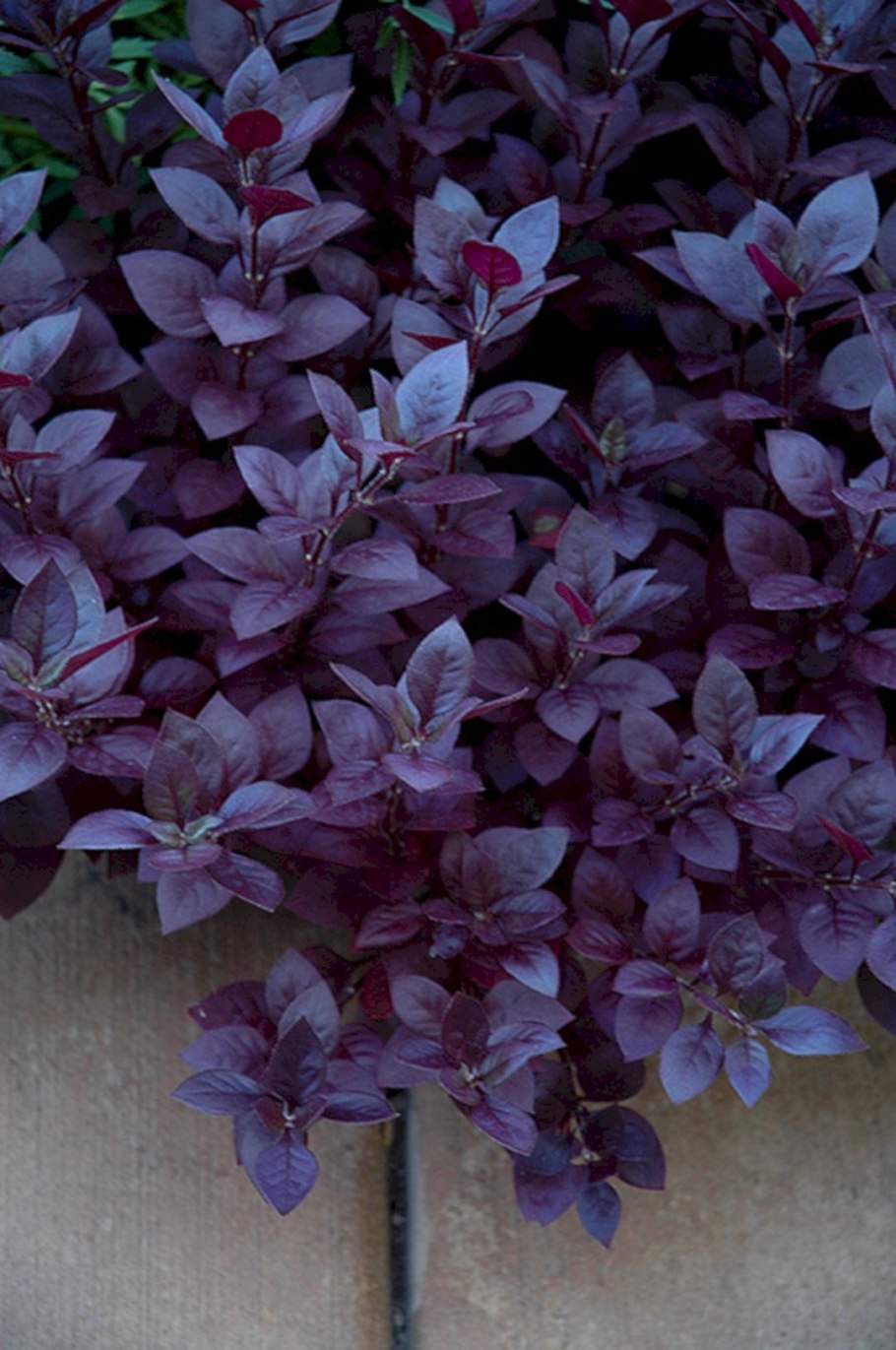 Альтернантера Пурпл принц