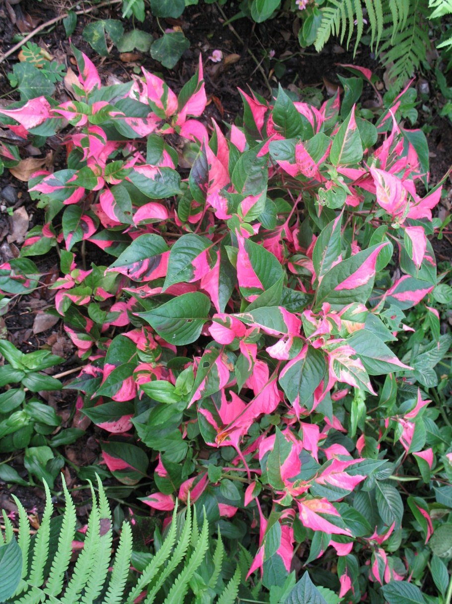 Альтернантера пурпурная