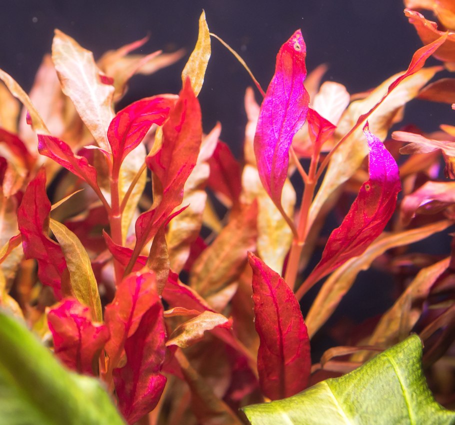 Альтернантера беццика