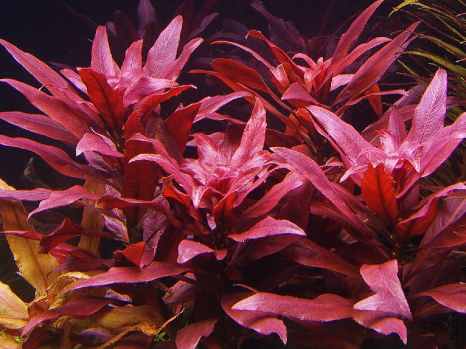 Альтернантера Рейнека