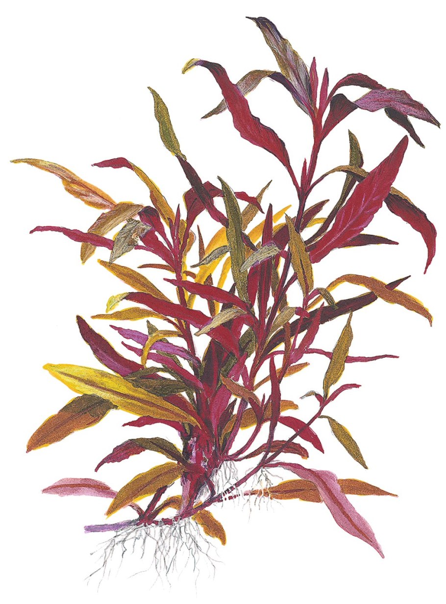 Альтернантера Оципус