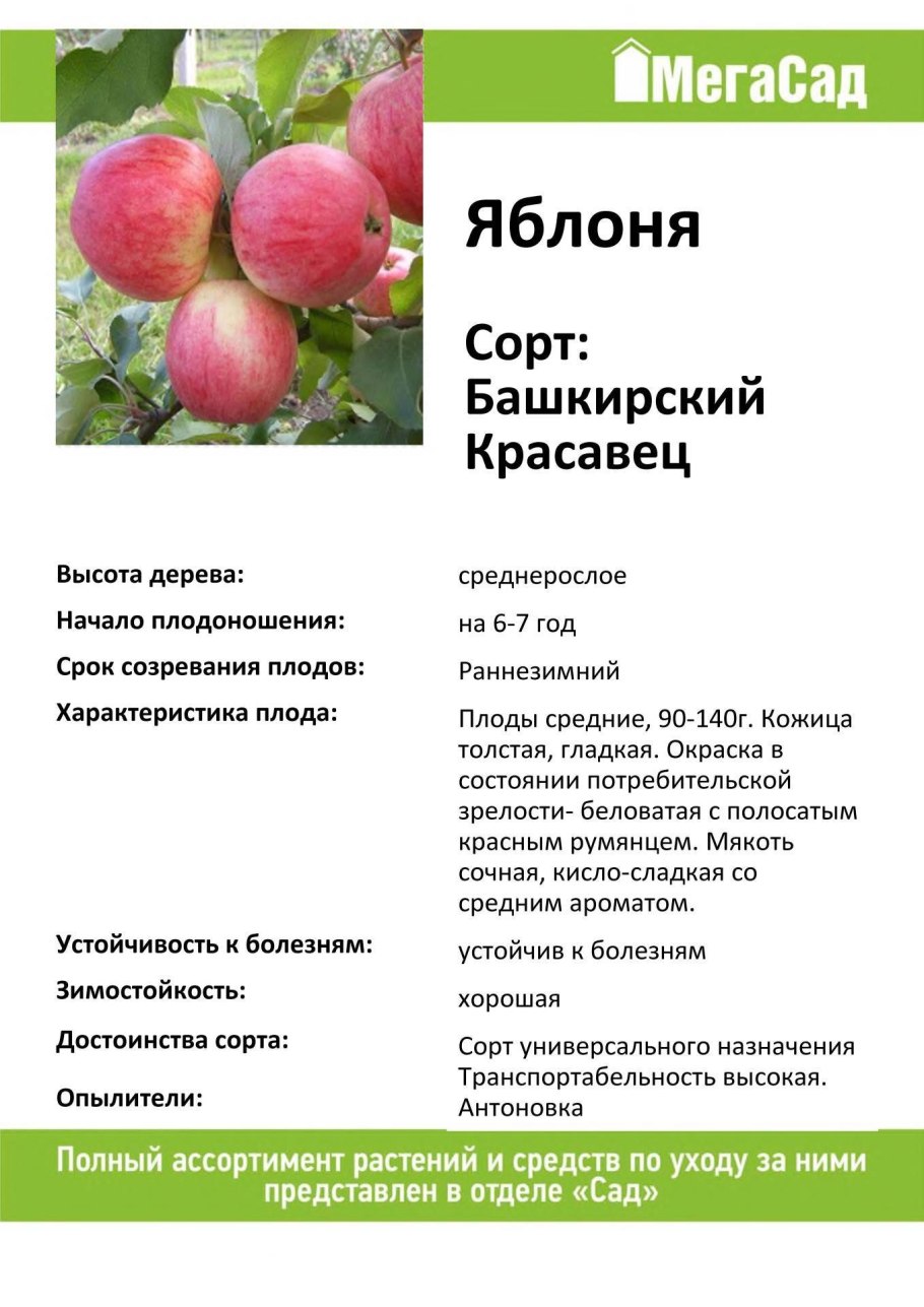 Сорт яблок Башкирская красавица