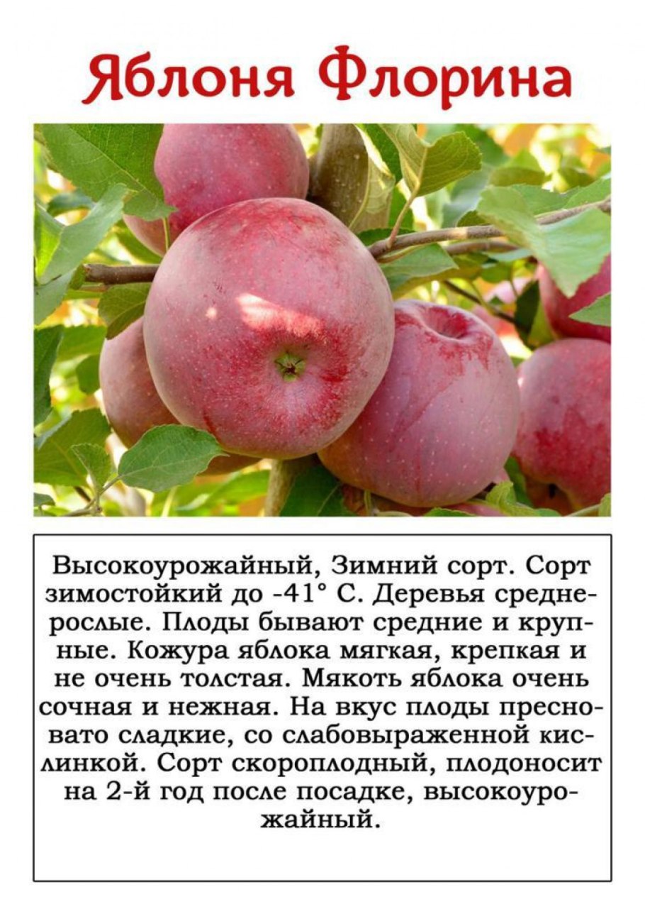 Яблоки Северный синап