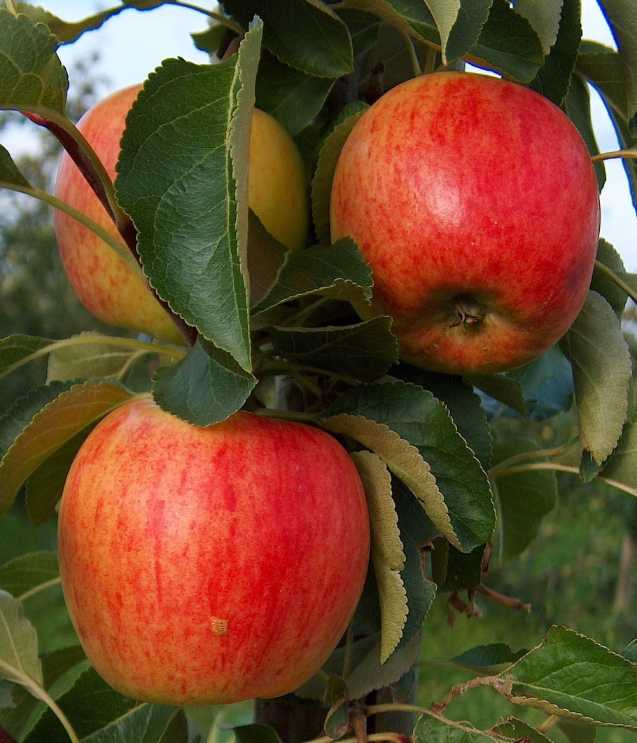 Яблоня Сибирская красавица