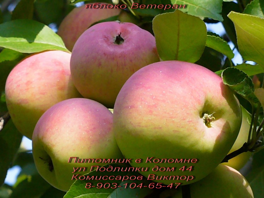 Яблоня айовская