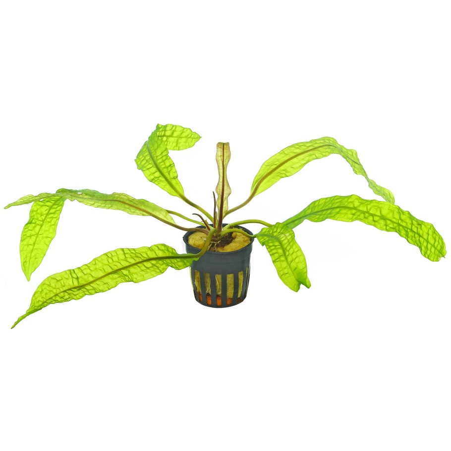 Апоногетон курчавый