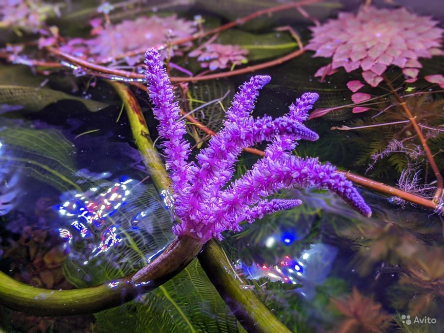 Апоногетон кожистолистный