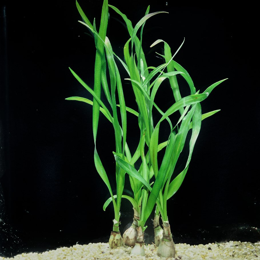 Апоногетон жёстколистный