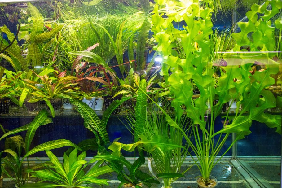 Апоногетон Боивина а аквариуме