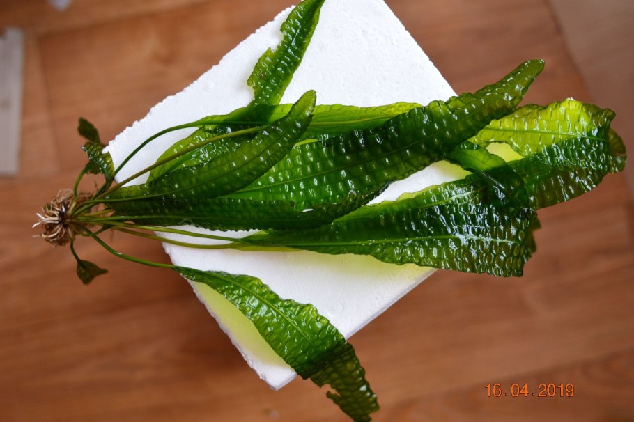 Апоногетон Криспус