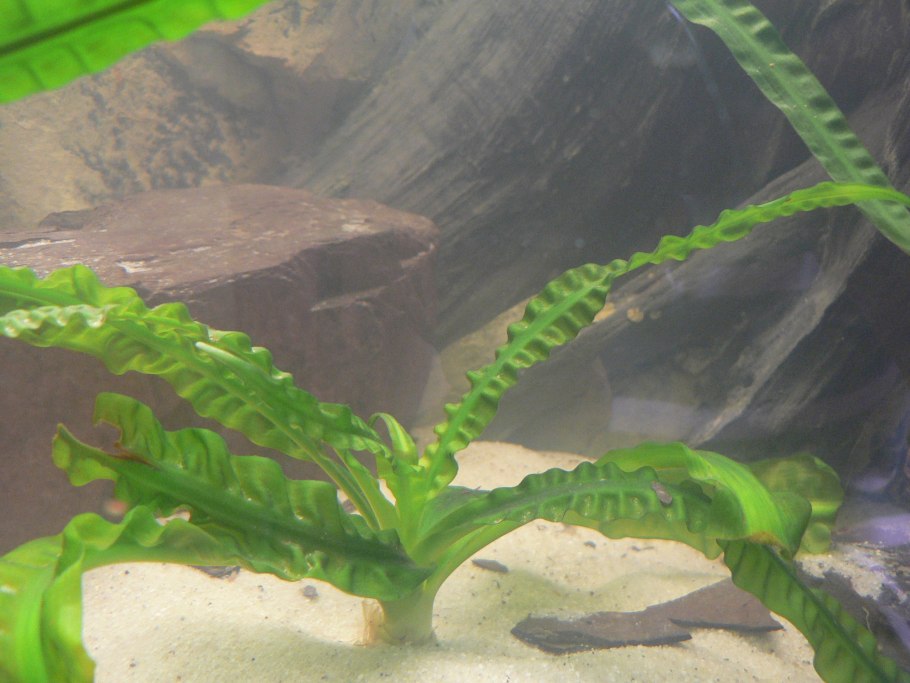 Апоногетон мадагаскарский в природе