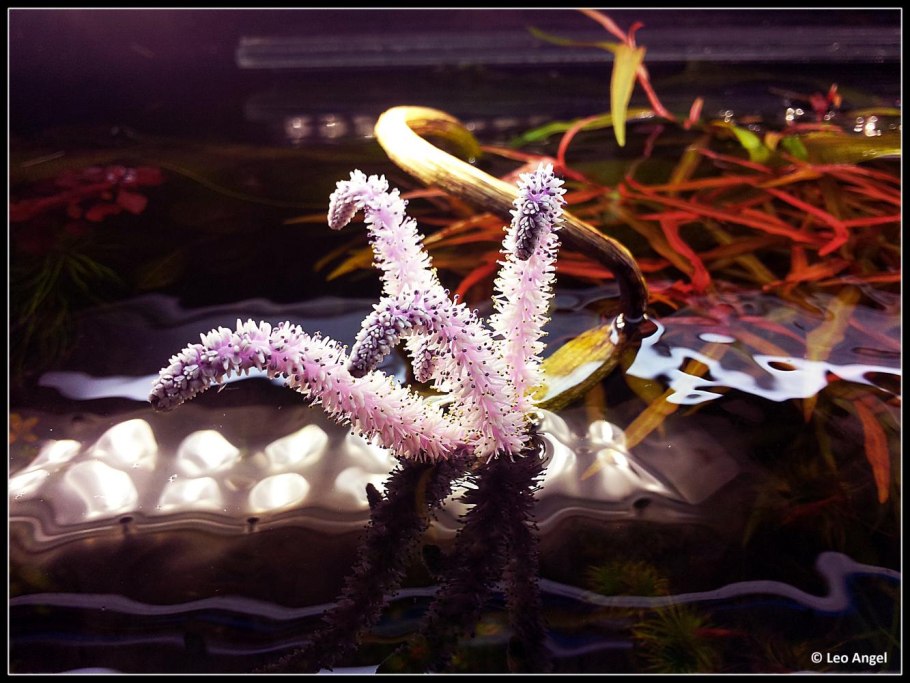 Апоногетон натанс