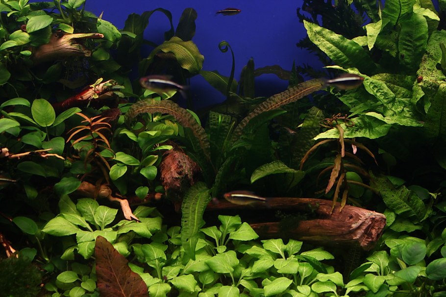 Апоногетон боивинианус (Aponogeton boivinianus)