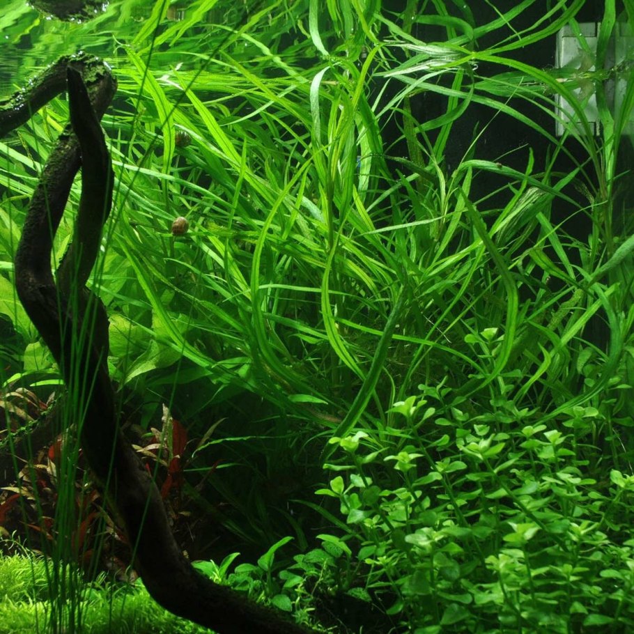 Апоногетон ульвовидный