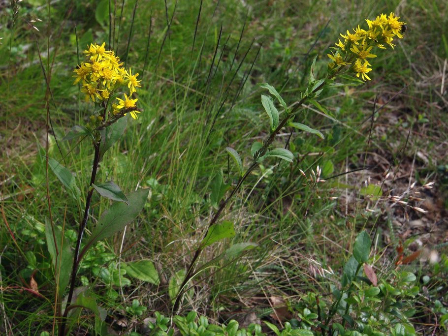 Золотарник канадский (Solidago canadensis)