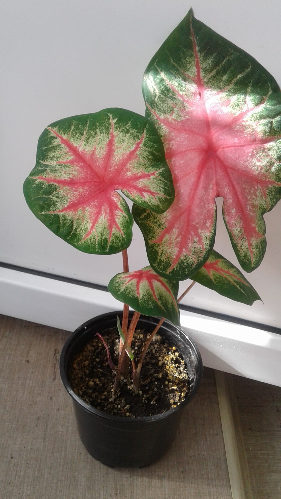 Каладиум Келли