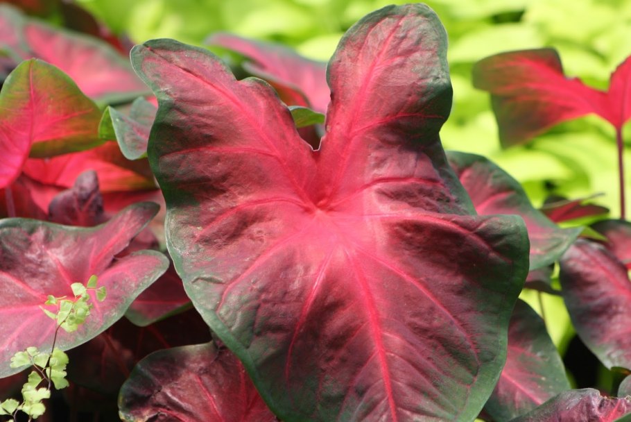 Каладиум Fiesta