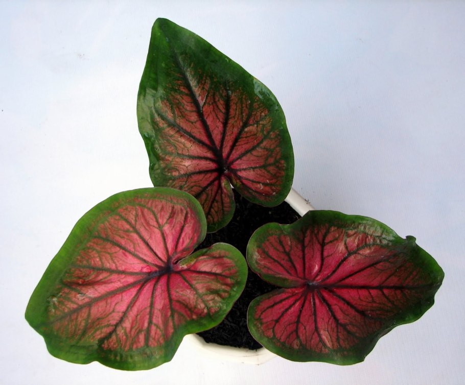 Растение каладиум