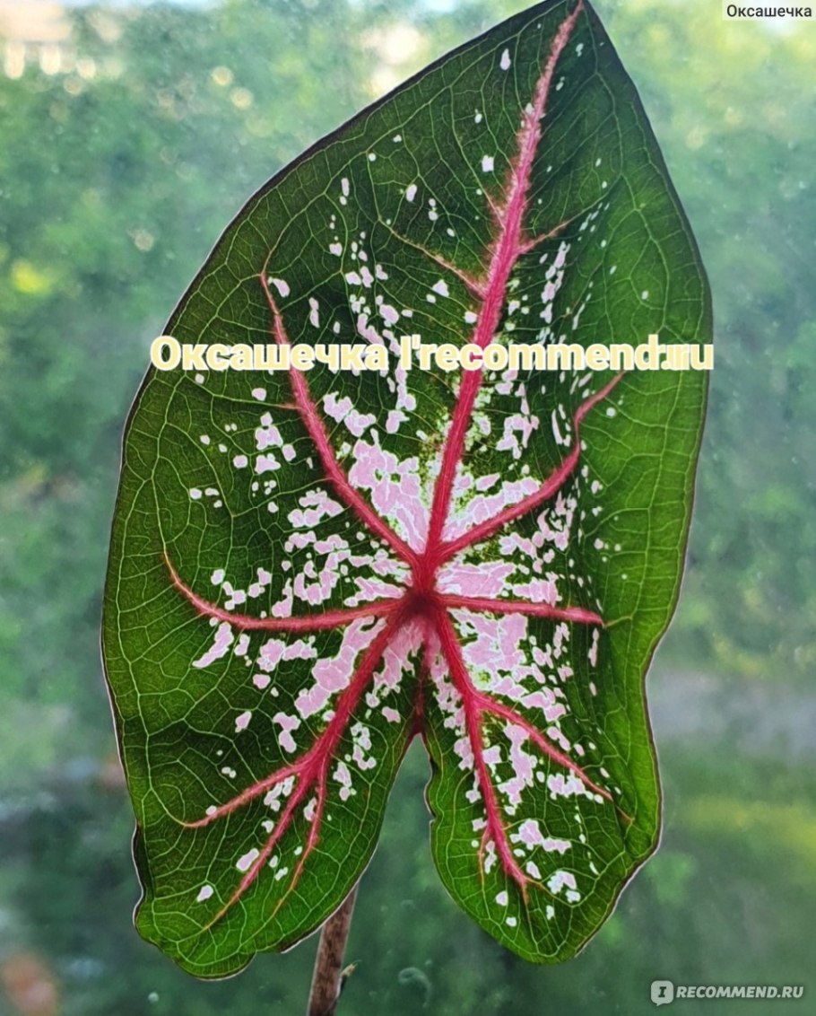 Каладиум Freja