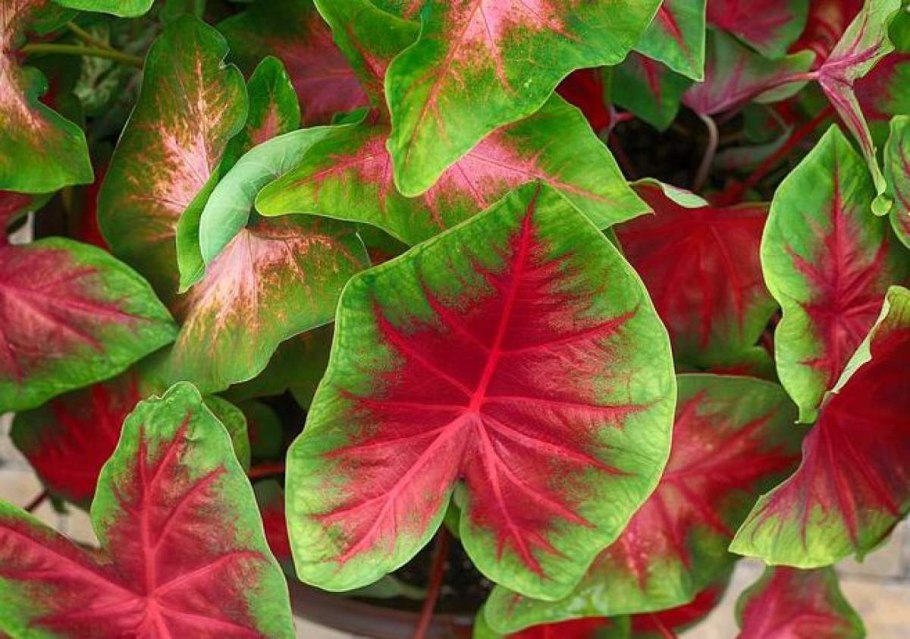 Каладиум Radiance