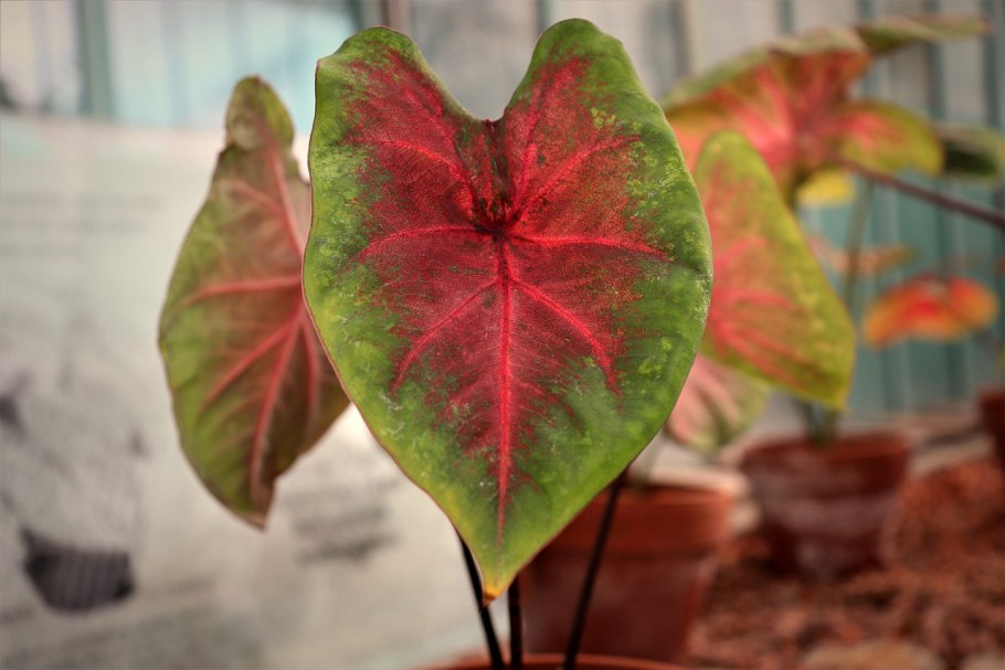 Caladium Gypsy Rose