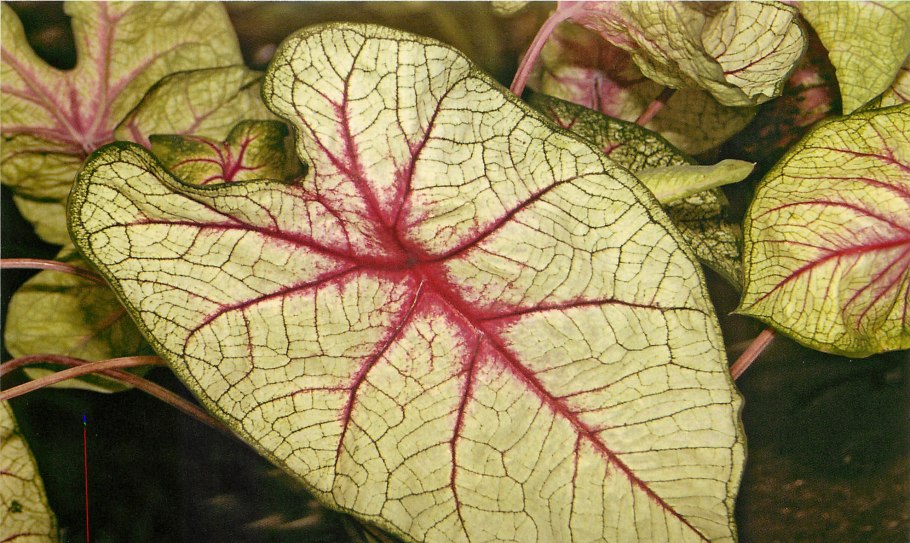 Caladium Kelly/каладиум Келли