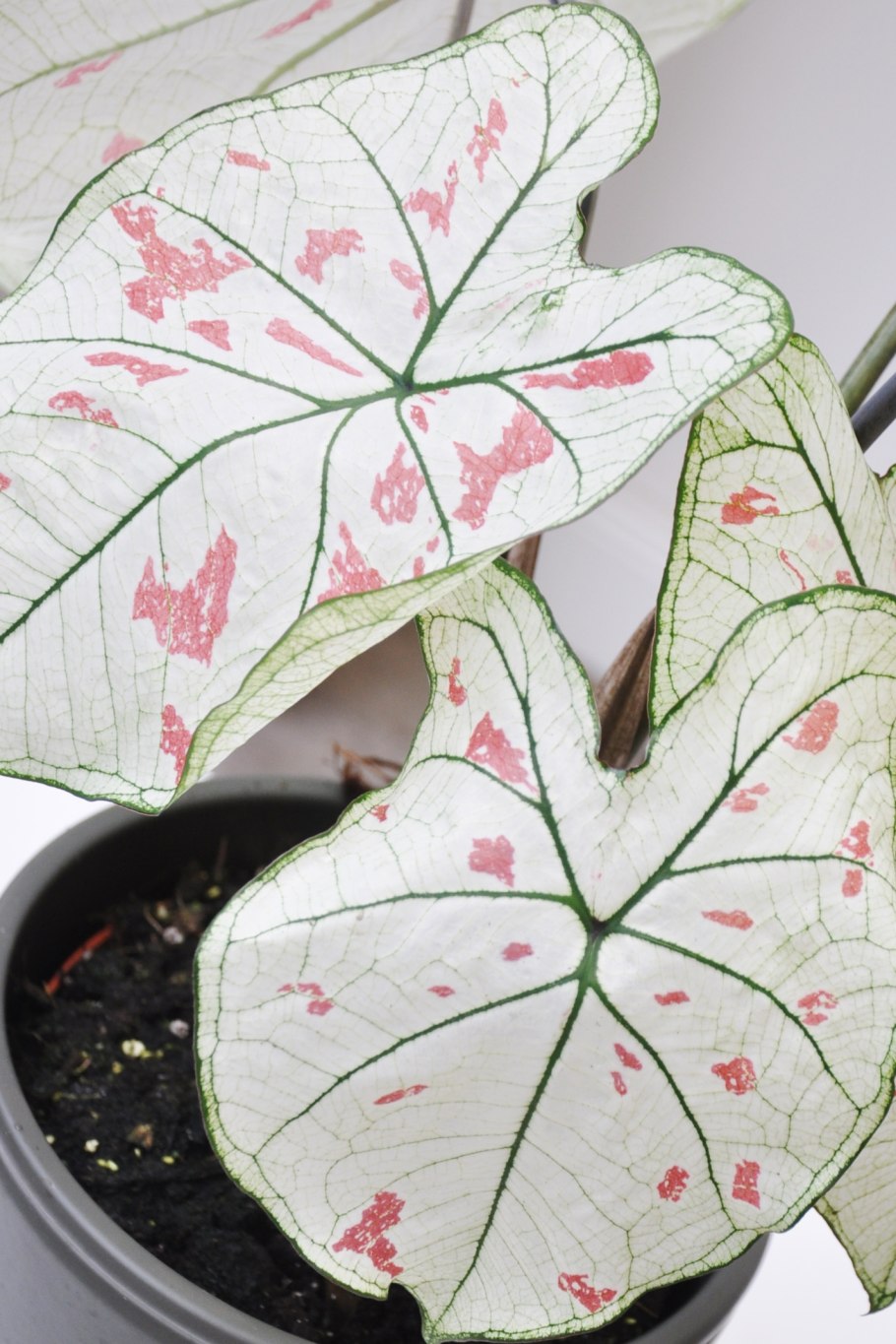 Каладиум Florida Cardinal