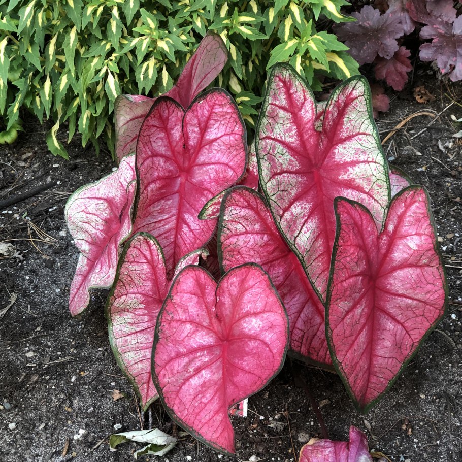 Caladium Kelly/каладиум Келли