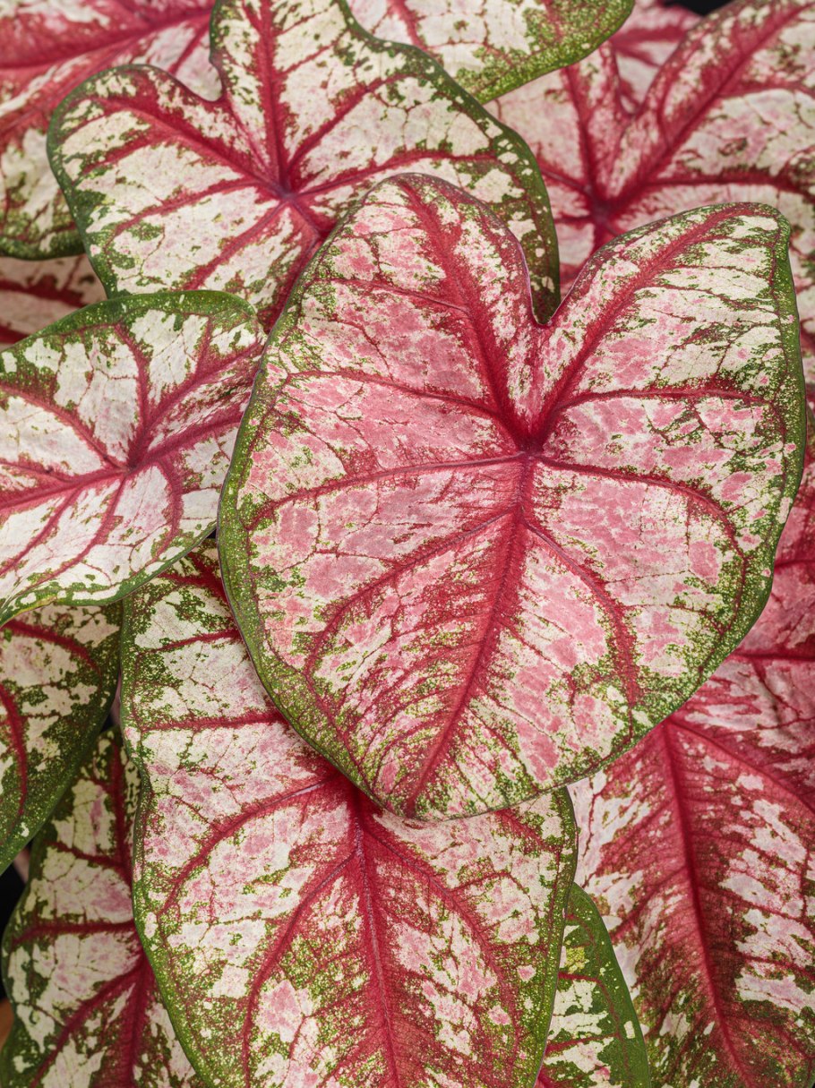 Каладиум Келли