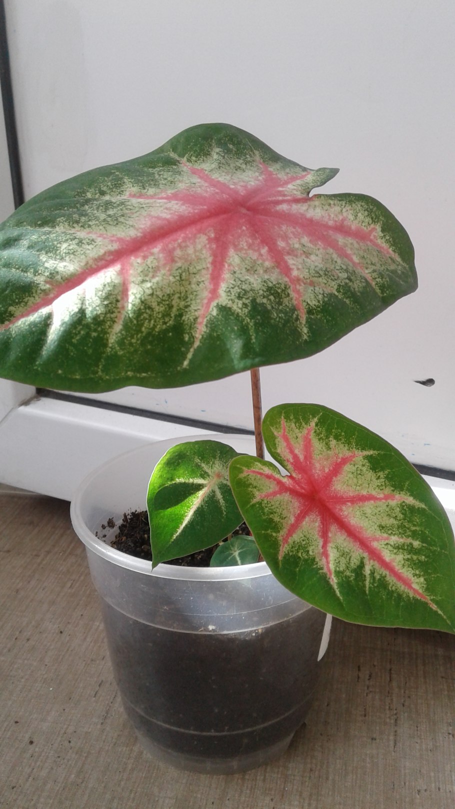 Каладиум Келли