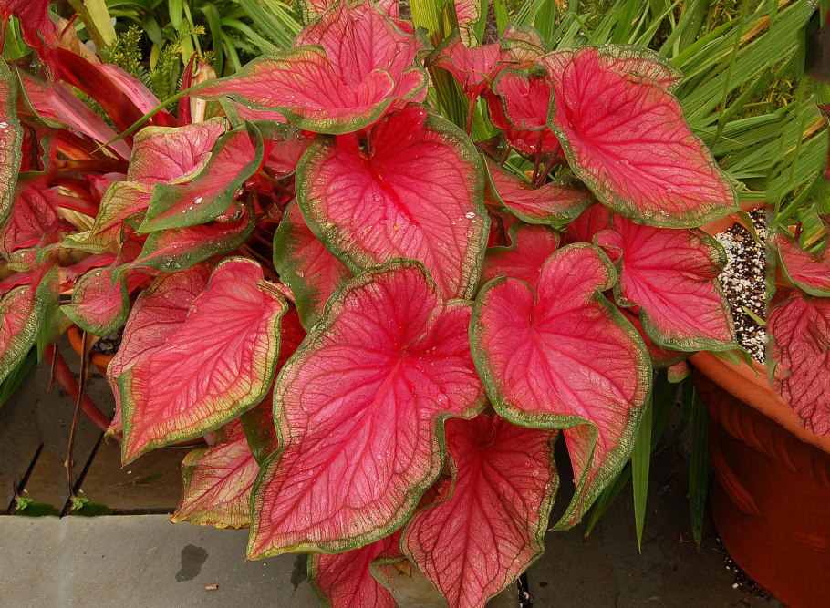 Каладиум Elise