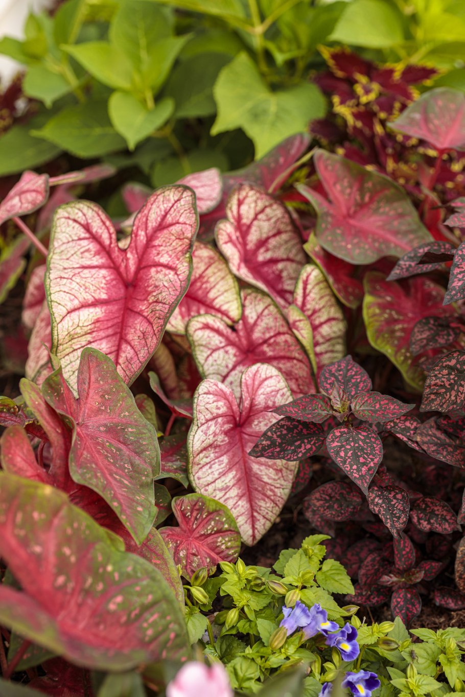 Каладиум Грин