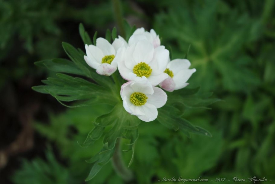 Ветреница анемона Лесная