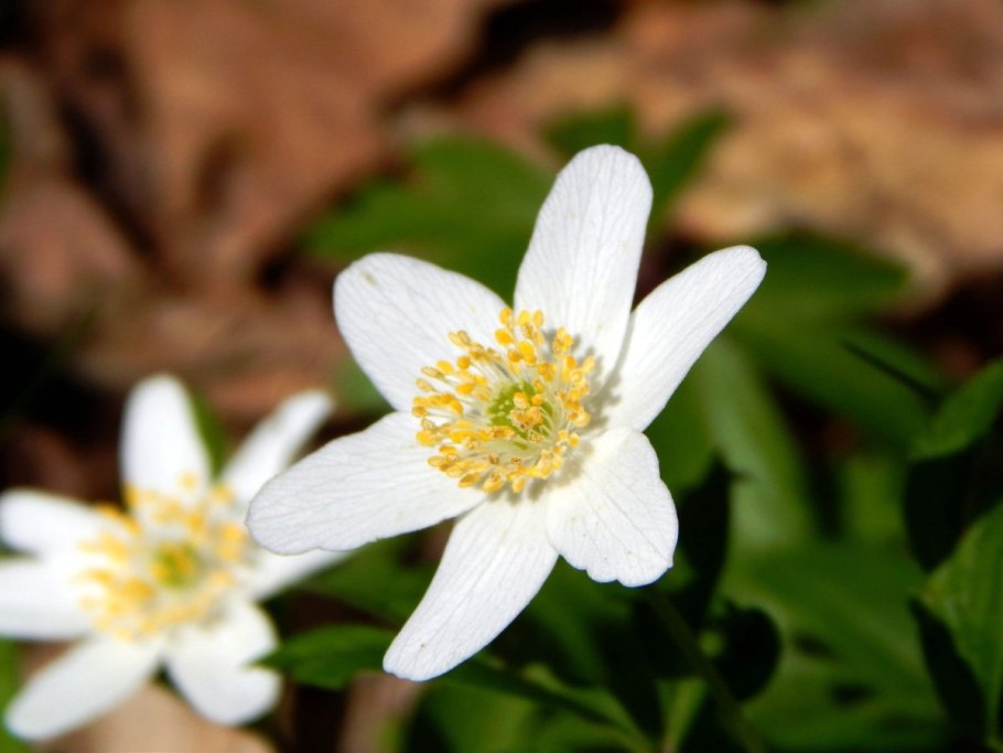 Анемона Весенняя