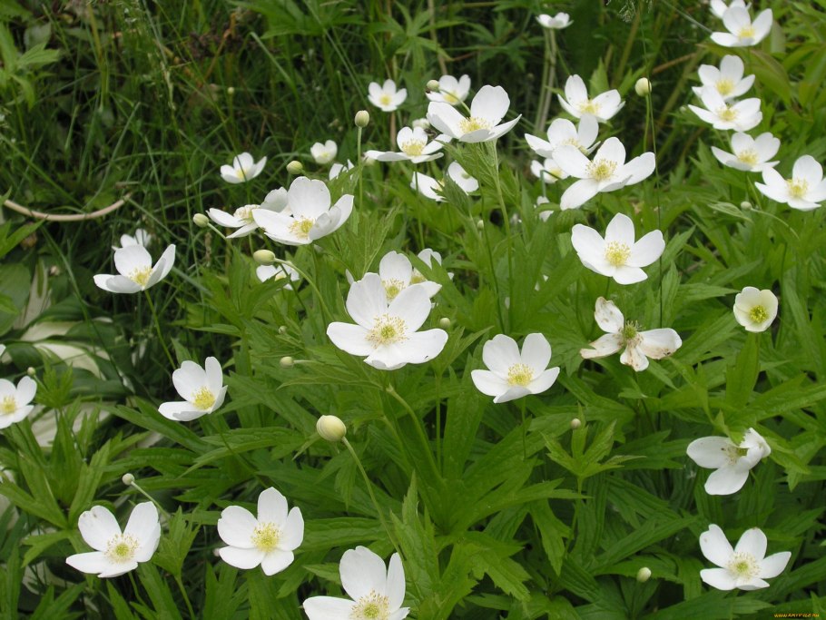 Подснежник ветреница лесная