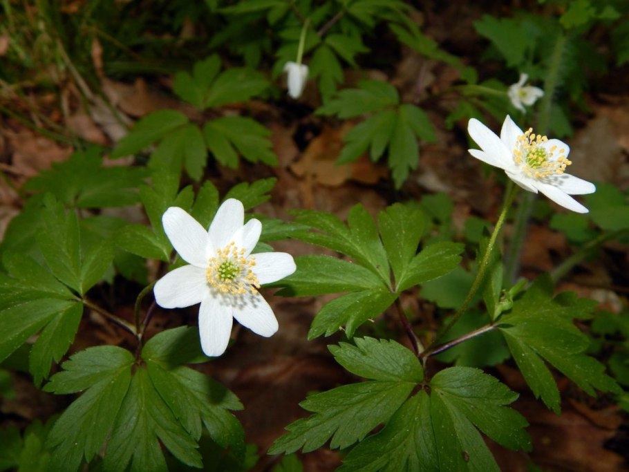 Anemone Sylvestris Ботаническая иллюстрация