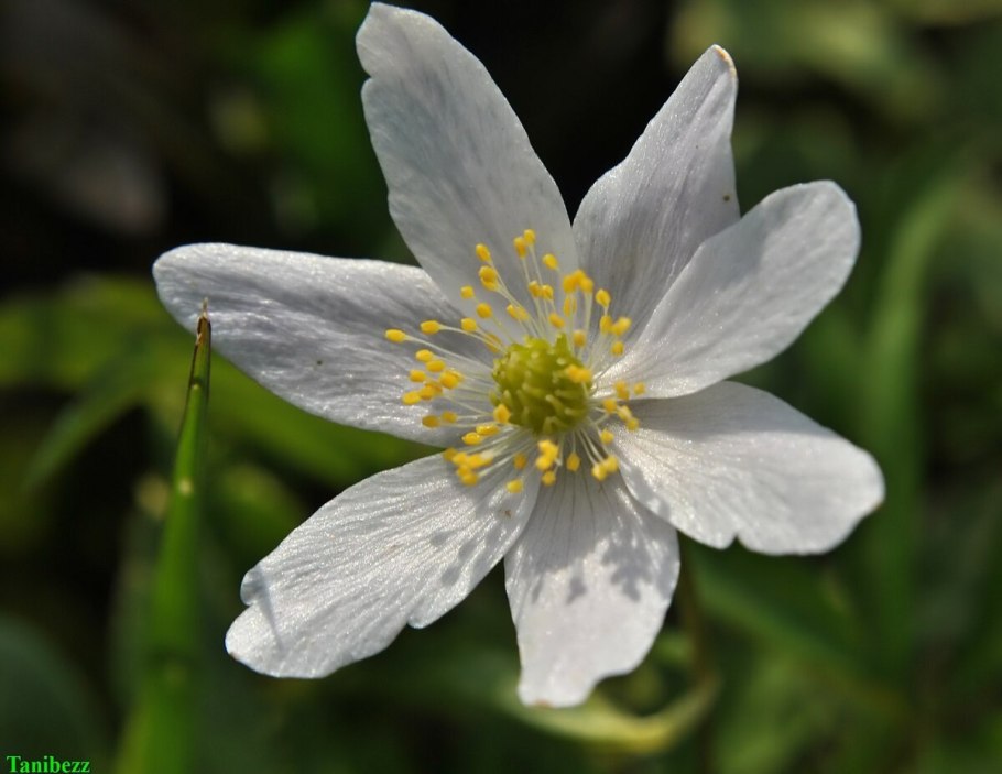 Ветреница Лесная (Anemone Sylvestris)