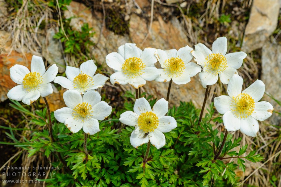 Анемон ветреница