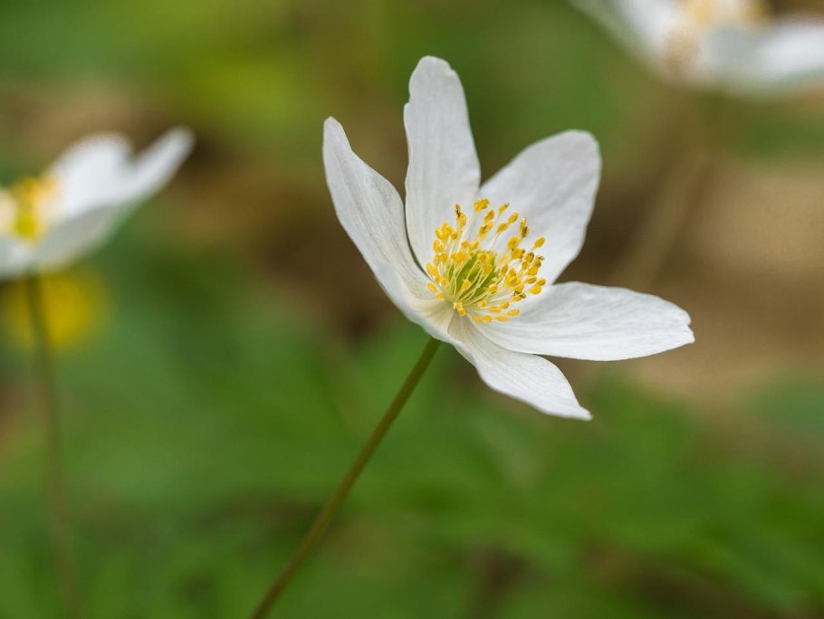 Ветреница (анемона) Лесная (Anemone Sylvestris)