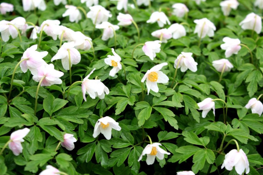 Ветреница Байкальская