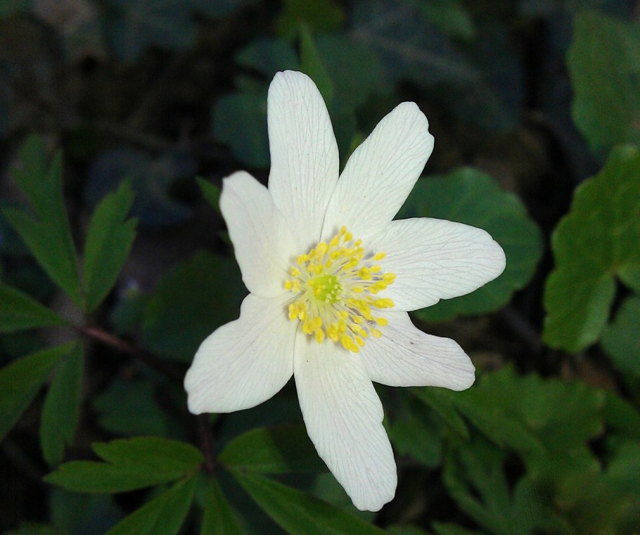 4. Ветреница Лесная (Anemone Sylvestris)