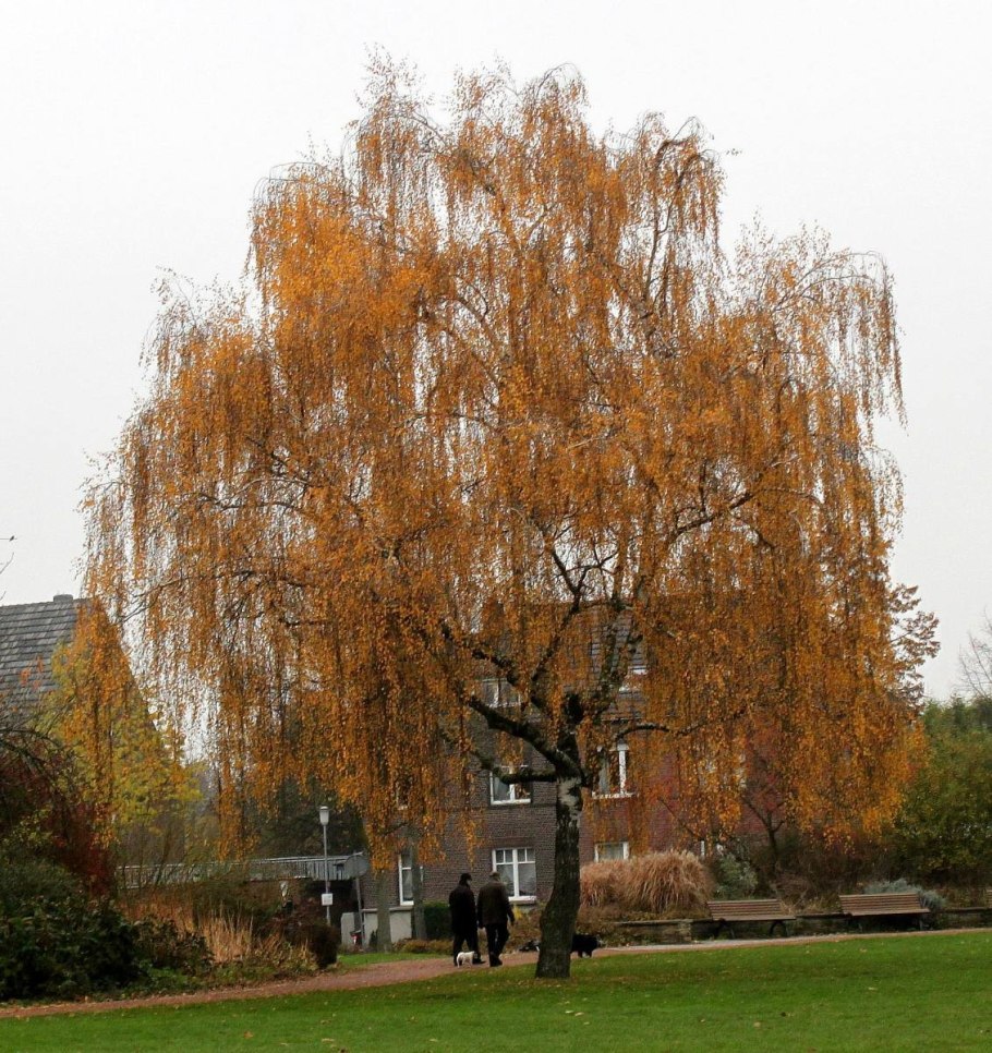 Betula pendula Trost s Dwarf