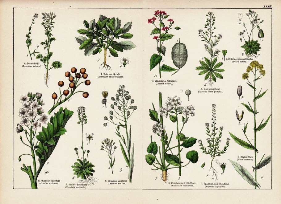 Губоцветные растения представители