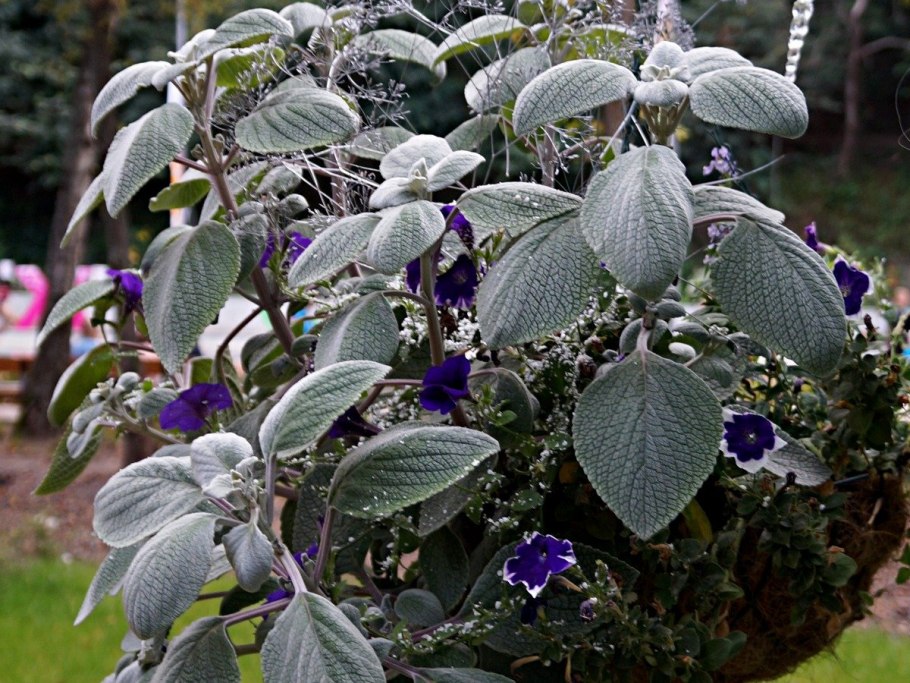 Борщевик Сибирский и Сосновского