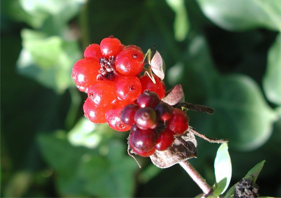 Тонколистные ксерофиты