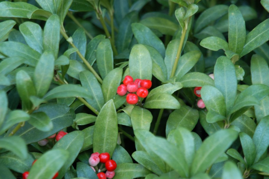 Падуб Парагвайский семена