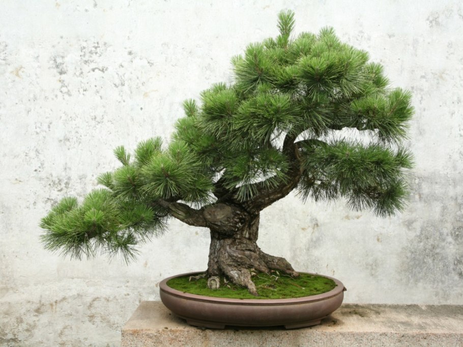 Бирючина ниваки